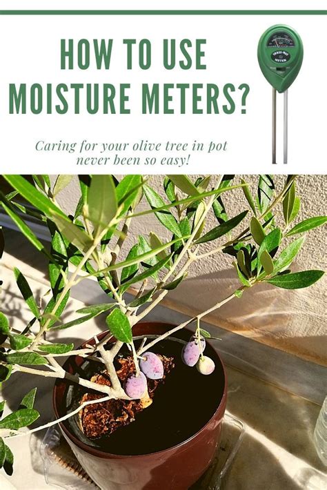 moisture meter for olive trees|olive tree water meter instructions.